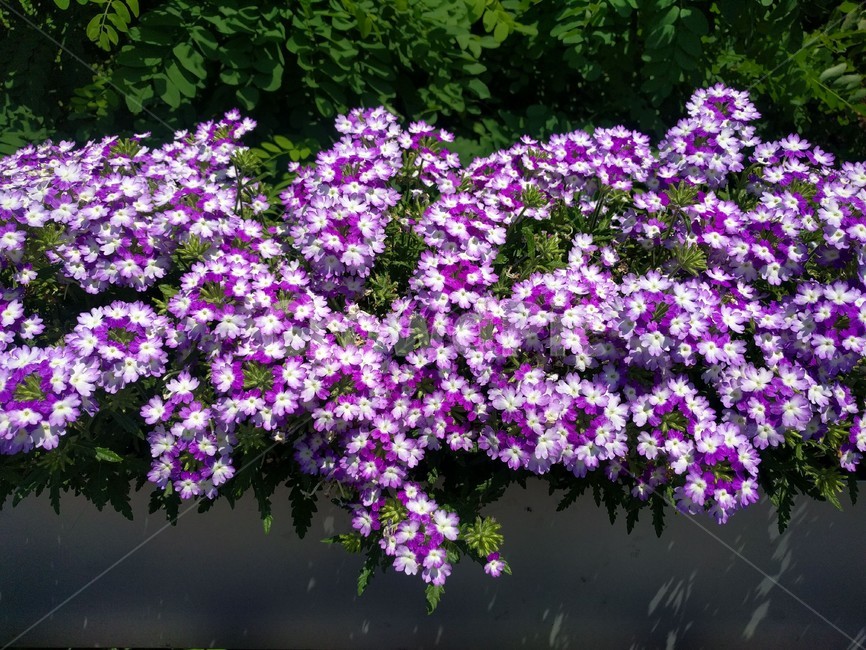 무늬꽃다지,꽃,보라색,whitlowgrass,flower