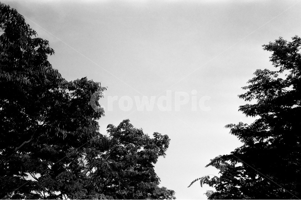 나무,하늘,흑백,black,어둠,자연,풍경,nature,landscape,흑백,모노톤,monochrome,black and white,tree,plant,식물