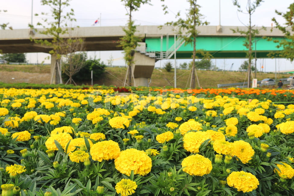 메리골드,꽃,메리골드꽃,식물,자연,풍경,금잔화,만수국,국화과,구리시,한강시민공원,꽃축제,축제,식물,자연,plants,nature,꽃,flower