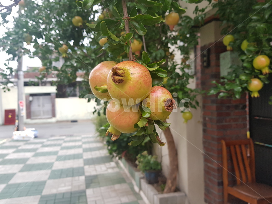 석류나무,석류,근접촬영,동네어귀,골목길,과일,열매,fruit