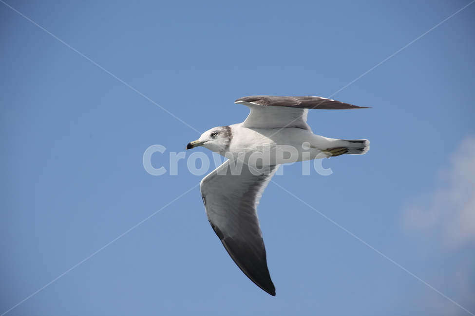갈매기,바다새,대형조류,commongull,mewgull,동물,animal,조류,새,birds