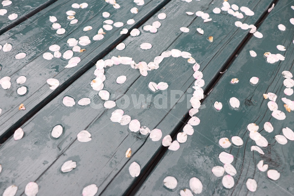 벚꽃,하트,감성,사랑,봄,봄,계절,spring,season,nature,자연