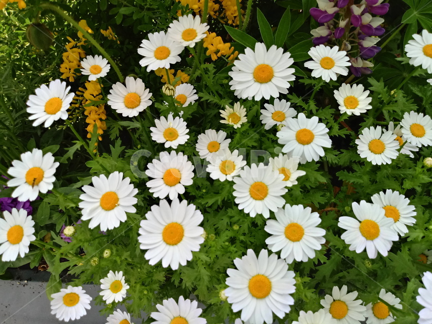 마거리트,나무쑥갓,marguerite,국화과,식물,꽃,여러해살이식물