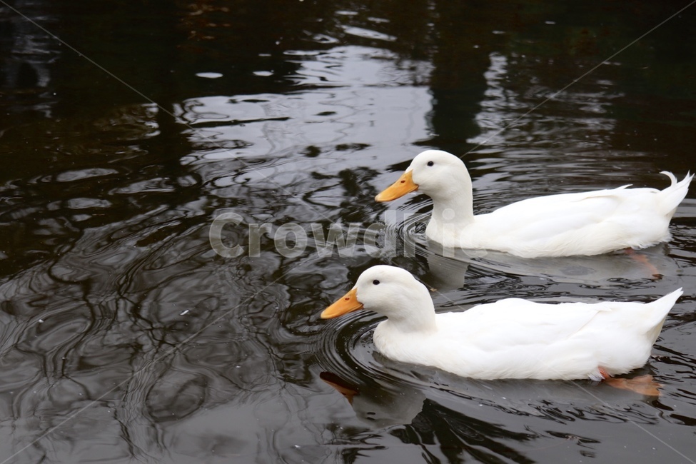 오리,ducks,물,새,공원