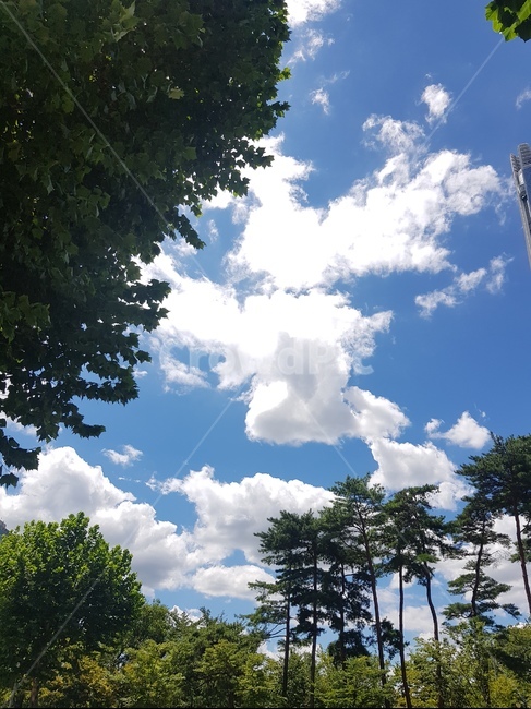 하늘,나무,자연,풍경,구름,오후,도시,자연,풍경,nature,landscape,outdoors,옥외