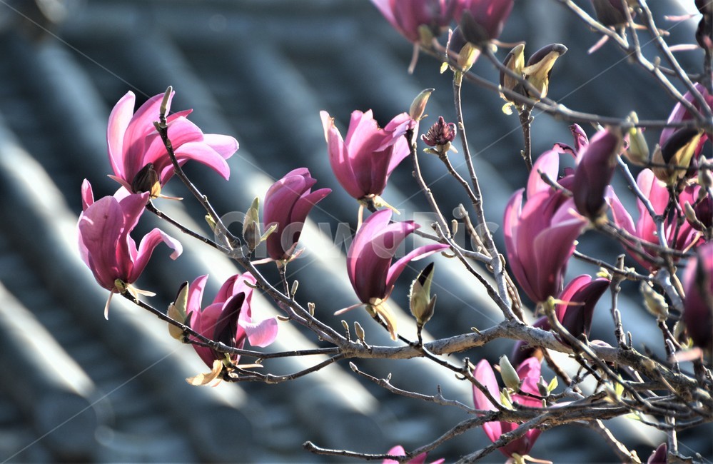 홍목련,봄꽃,봄,자연,식물,식물,자연,plants,nature,꽃,flower