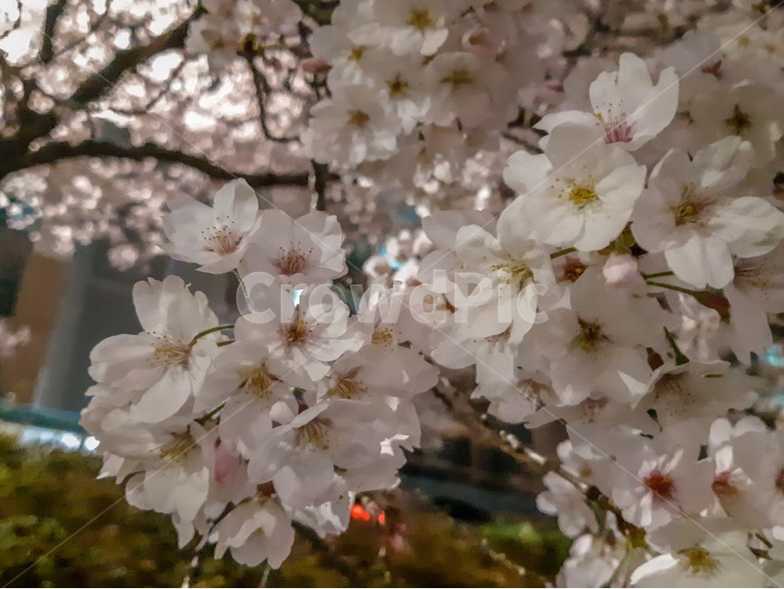 봄,꽃,벚꽃,분홍색,blossom,나무,꽃잎,봄,계절,spring,season,식물,자연,plants,nature,꽃,flower,plant,cherry blossom