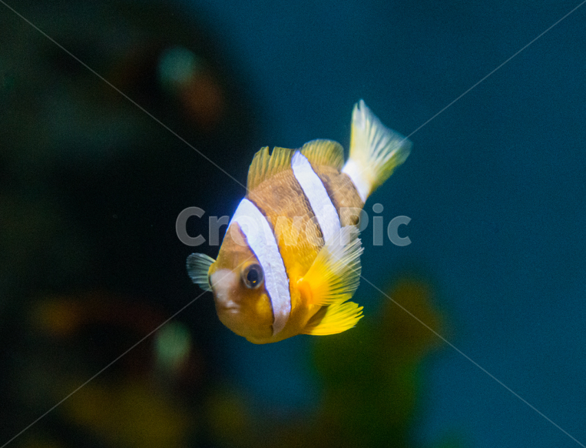 크라운피시,니모,퍼큘라피시,담셀,아쿠아리움,동물,animal,어류,물고기,fish