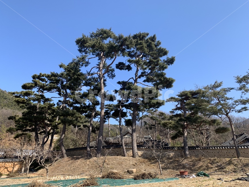소나무,나무,바닥,식물,tree,ground