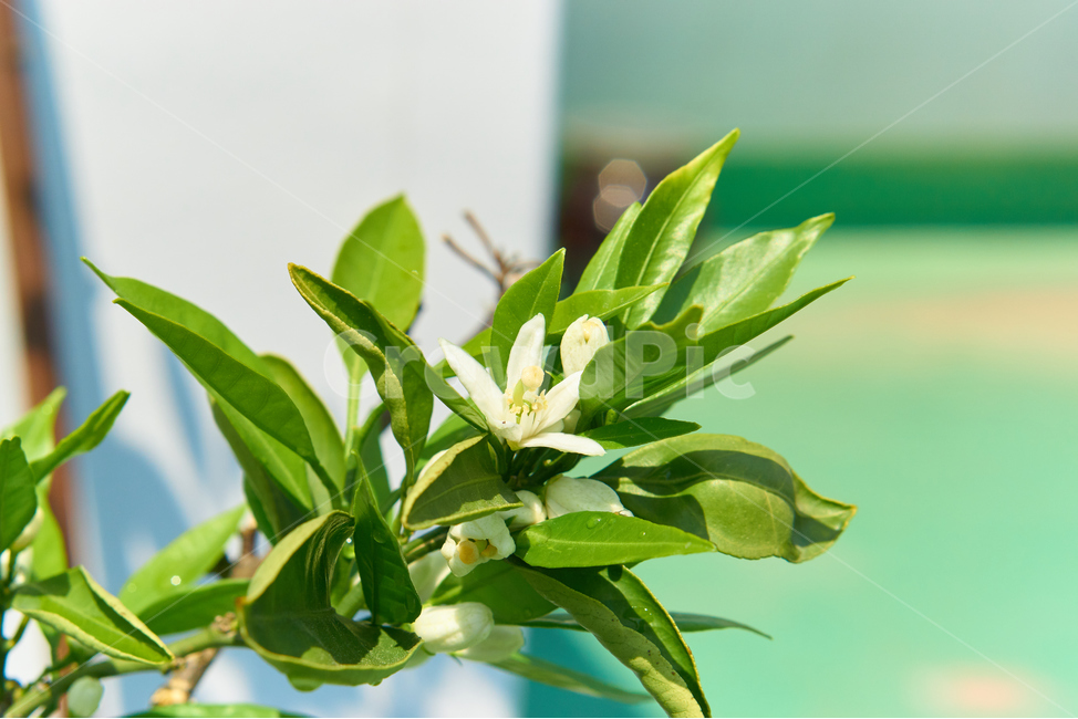 귤,나무,꽃,봄,식물,flower,화분,wood,plant,nature,fruit,whiteflower,접사,초접사