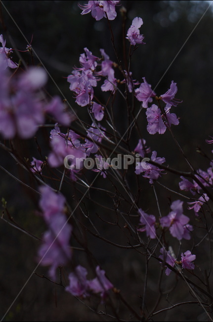 진달래,핑크,분홍,4월,식용,봄,빛,산,봄,계절,spring,season,식물,자연,plants,nature,꽃,flower,plant
