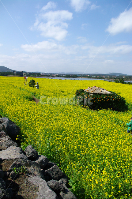 유채꽃,꽃밭,꽃,봄,flower,봄,계절,spring,season,식물,자연,plants,nature,꽃,flower,outdoors,옥외,grassland,목초지,field,들