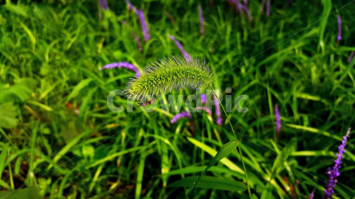 강아지풀,자연,식물,foxtail,plant