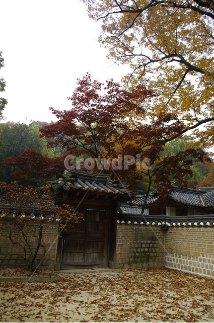 창덕궁,창덕궁후원,고궁,건축,전통건축,traditional,전통,가을,fall,나무,식물,plant,단풍,잎,낙엽,가을,계절,fall,autumn,season,한국전통,한국문화,korean traditional,korean culture,건축물,건물외관,exterior,building,structure,architecture,construction,tree