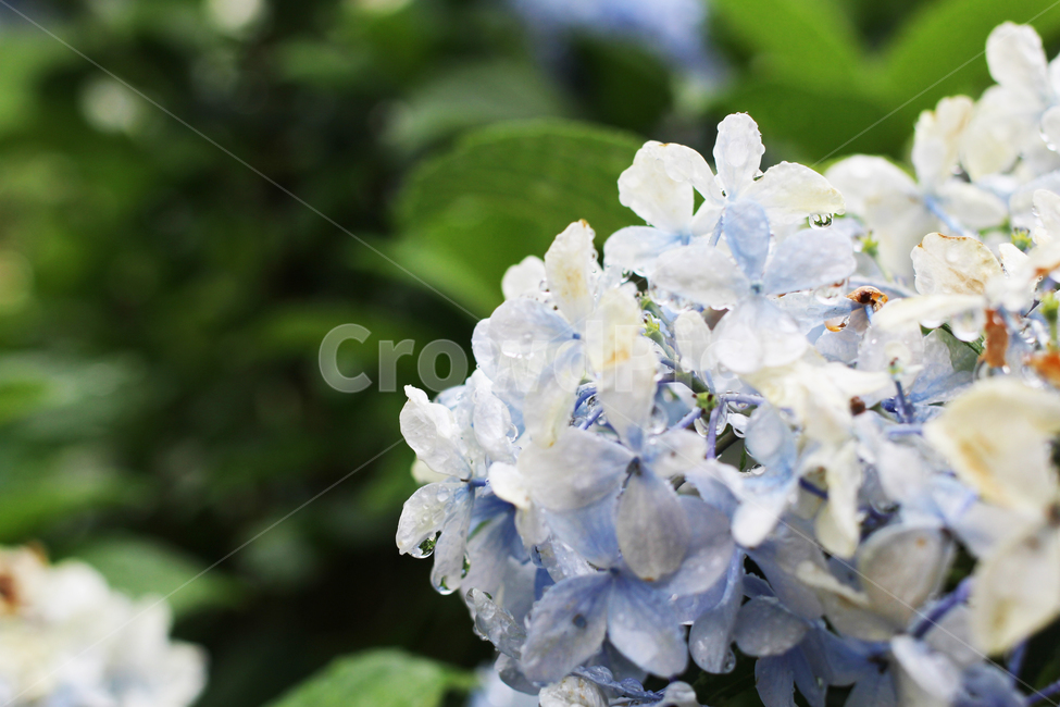 수국,파란색,꽃,flower,plant,식물,geranium,제라늄,blossom,식물,자연,plants,nature,꽃,flower