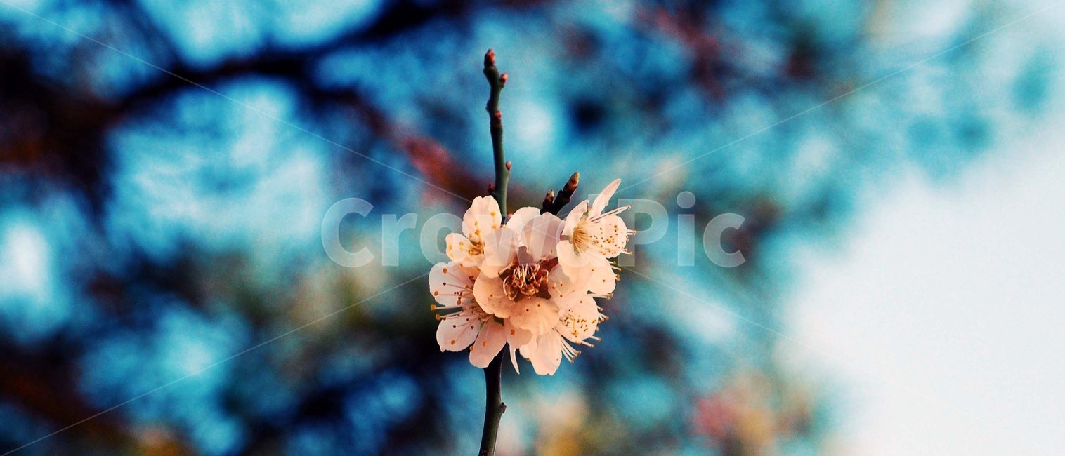 꽃,식물,매화,벚꽃,봄,봄,계절,spring,season,식물,자연,plants,nature,꽃,flower,plant