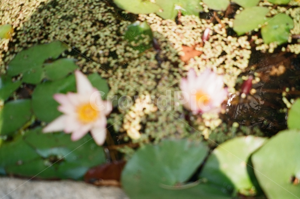 plant,식물,연꽃,꽃,풀