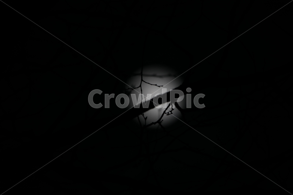 보름달,달빛,그림자,나무,잔영,실루엣,그림자,silhouette,shadow,흑백,모노톤,monochrome,black and white