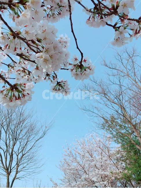봄,벚꽃나무,봄꽃,벚꽃,나무
