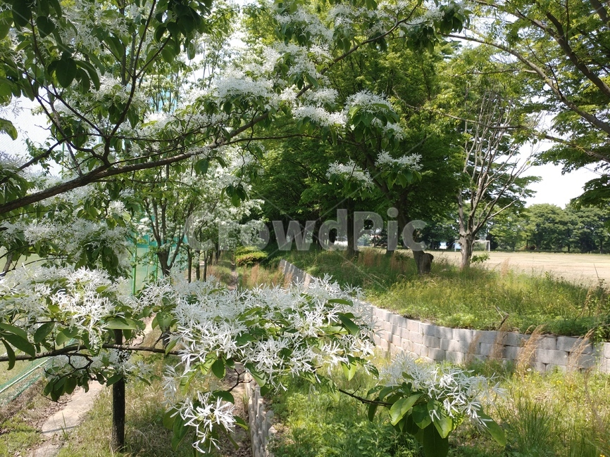 이팝나무,이팝나무꽃,봄나무,조경수,가로수,백색꽃,산책로