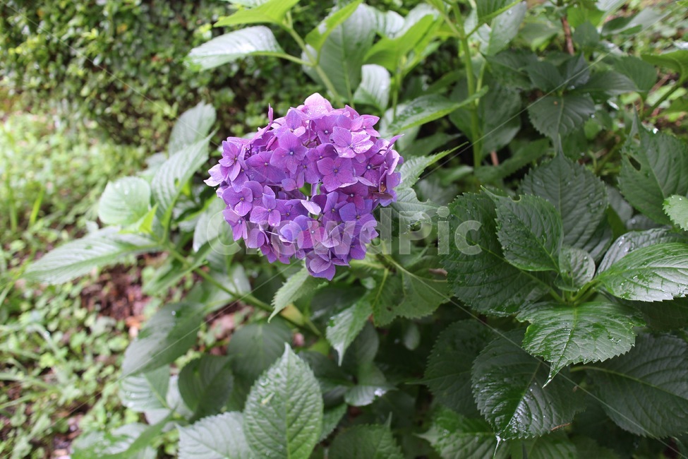수국,수국꽃,보라색수국,꽃,보라색꽃,식물,자연,plants,nature,꽃,flower