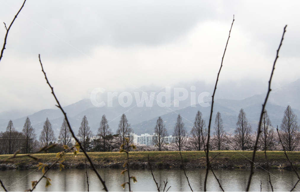 봄,봄비,호수,공원,감성,봄,계절,spring,season,자연,풍경,nature,landscape,한국자연풍경,한국자연경관,korea nature landscape,도시,city,한국도시풍경,한국도시경관,korea cityscape,tree,나무,plant,식물,abies,아비,fir,전나무,water,물,outdoors,옥외