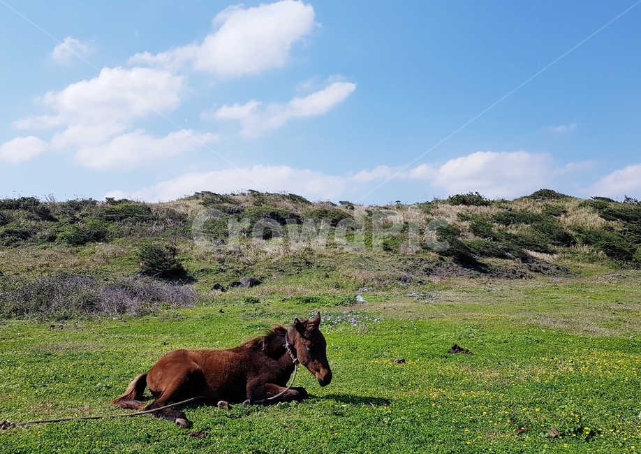 지평선,하늘,잔디,말,horizon,sky,grass,horse,동물,animal,포유류,mammal