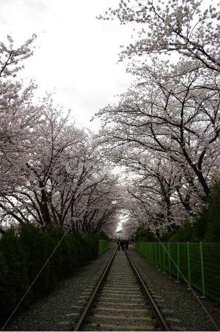 진해,기차길,벚꽃,나무,꽃,봄,식물,flower,plant,봄,계절,spring,season,transportation,교통,train track,기찻길,rail,레일,railway,철도