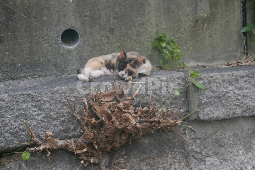 고양이,낮잠,길고양이,잠,낮,동물,animal,포유류,mammal,고양이,cat,kitten,kitty