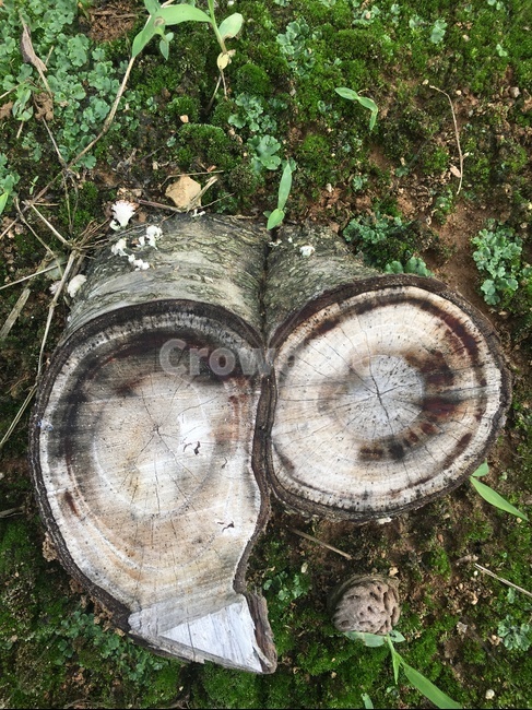 나무,자연,식물,그린,이끼,잘린,밑둥,tree,cut,나이테,lowerpart,base,root,stump,moss,walnut,walnutshells,호두껍질,호두,treering,단면,crosssection
