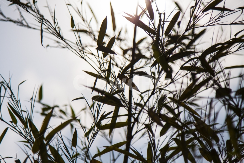 풀,역광,실루엣,glue,silhouette,식물,자연,plants,nature
