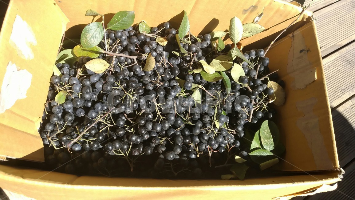 아로니아,열매,농작물,박스,보라색,과일,열매,fruit