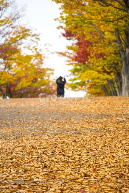 사진,디자인,소스,포토,사진자료,배경,배경사진,백그라운드,한국,동양,아시아,풍경,자연,환경,실외,낮,오후,저녁,식물,나무,가을,도감,9월,10월,11월,낙엽,단풍,공원,여행,산책,단풍구경,단풍놀이,가을여행,가을,계절,fall,autumn,season,자연,풍경,nature,landscape,tree,plant,leaf,잎,tree trunk,나무 줄기
