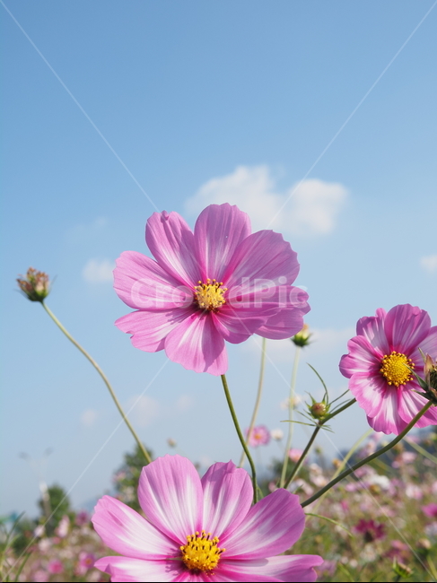 plant,식물,flower,꽃,blossom,petal,꽃잎,코스모스,가을,계절,fall,autumn,season,식물,자연,plants,nature,꽃,flower
