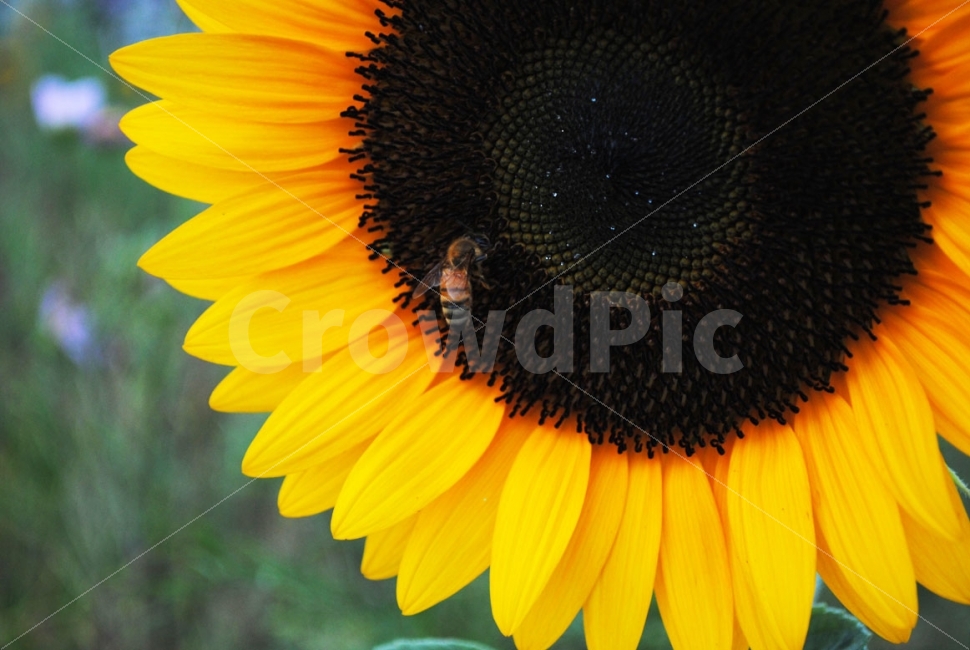 벌,bee,해바라기,꿀,꿀벌,sunflower,식물,자연,곤충,flower,nature,insect,honey,plants,여름,계절,summer,season,식물,자연,plants,nature,꽃,flower,동물,animal,곤충,벌레,insect,bug,invertebrate,무척추 동물,apidae,양서류