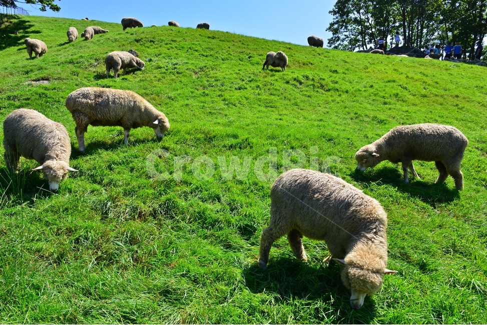 대관령,양떼목장,대관령양떼목장,grassland,목초지,field,들,outdoors,옥외,nature,자연,rural,농촌,farm,농장,pasture,목장,slope,경사,sheep,양,animal,동물,mammal,포유류,동물,animal,포유류,mammal