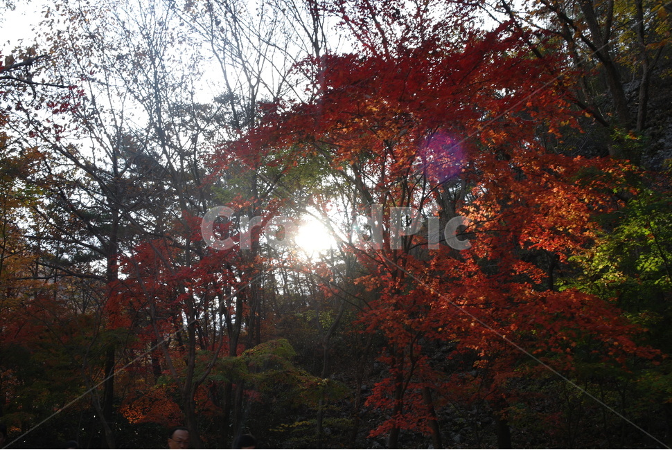가을,단풍,단풍잎,계절,가을색,단풍나무,낙엽