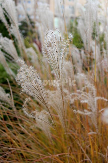grass,plant,식물,lawn,잔디,갈색,갈대,야외,공원