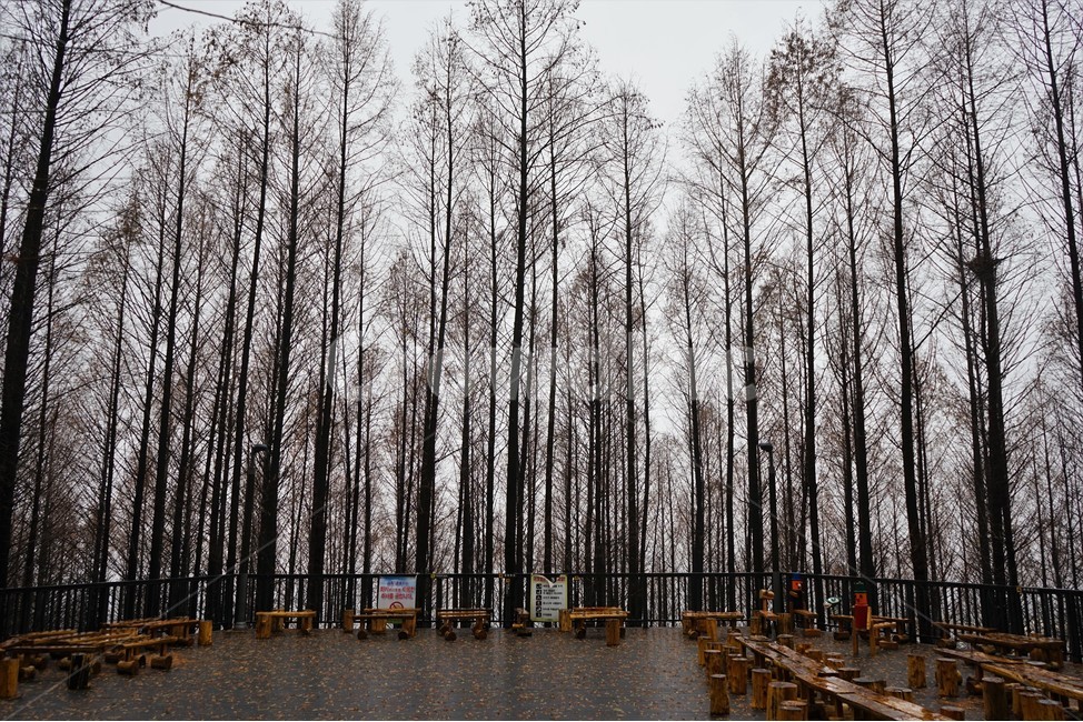 메타세콰이어,숲,자연,군락,수직,나무,겨울,woods,forest,vertical,nature,trees,winter