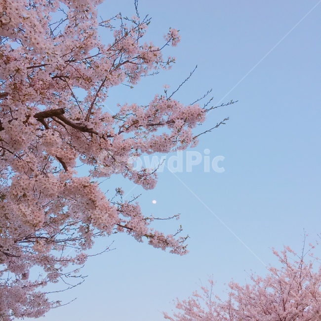 벚꽃,plant,식물,blossom,flower,꽃,cherryblossom,하늘