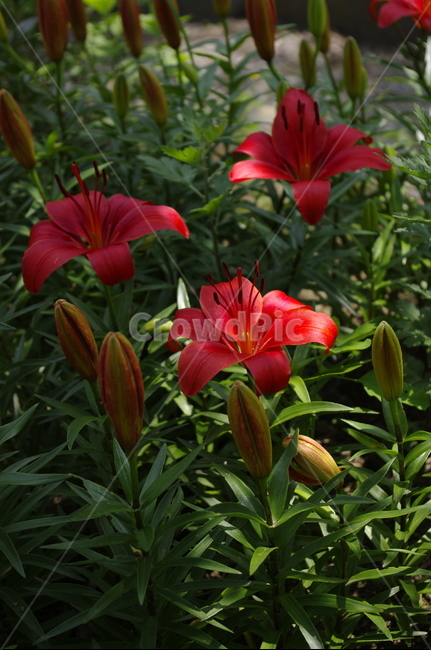 백합,꽃,flower,식물,plant,계절,봄,spring,식물,자연,plants,nature,꽃,flower