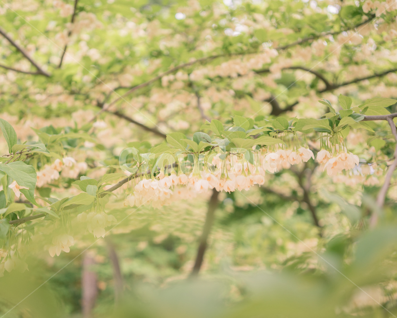꽃,나무,감성,풍경,봄,계절,색감,분위기,자연,식물,휴식,힐링,빛,아름다움,따듯함,nature,flower,tree,spring,rest,healing,식물,자연,plants,nature