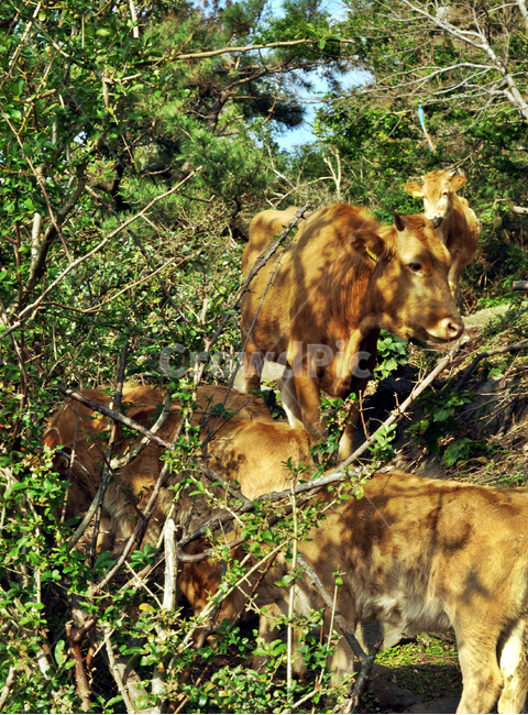 소,한우,동물,자연,무리,숲,동물,animal,포유류,mammal,산업,industry,industrial,목축업,목장,livestock farming,ranching,pasture