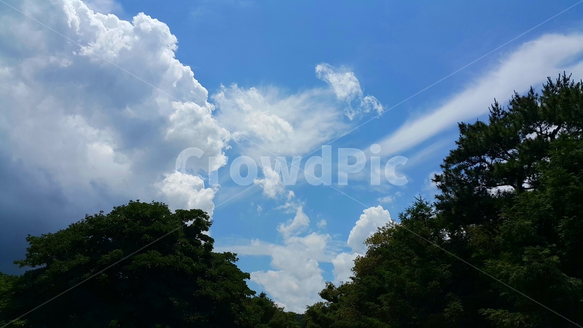nature,자연,나무,날씨,tree,weather,하늘,sky,cloud,구름,이쁜구름,비자림,제주,자연,풍경,nature,landscape,outdoors,옥외,azure sky,푸른 하늘