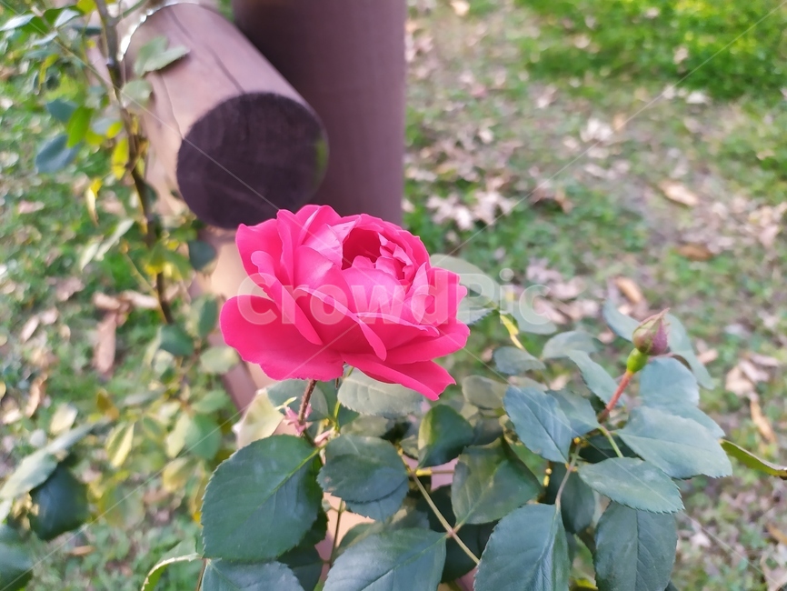 blossom,꽃,rose,장미,flower,plant,식물,자연,plants,nature,꽃,flower