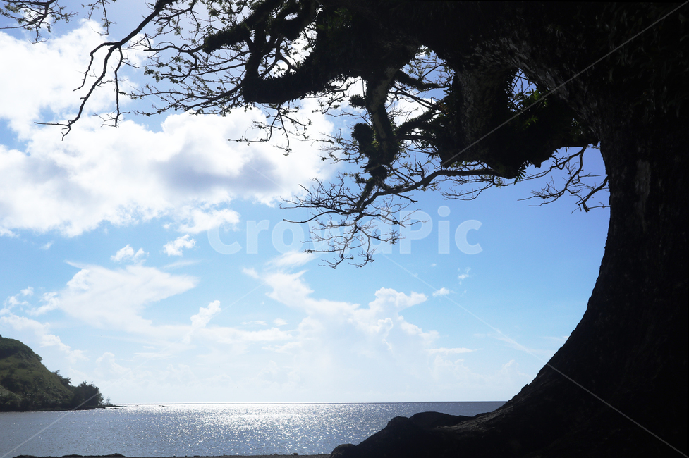 괌,umatacbaypark,나무,자연,tree,바다,눈부신,햇살,구름,파란색,나무가지,산,초록,검정,야외,옥외