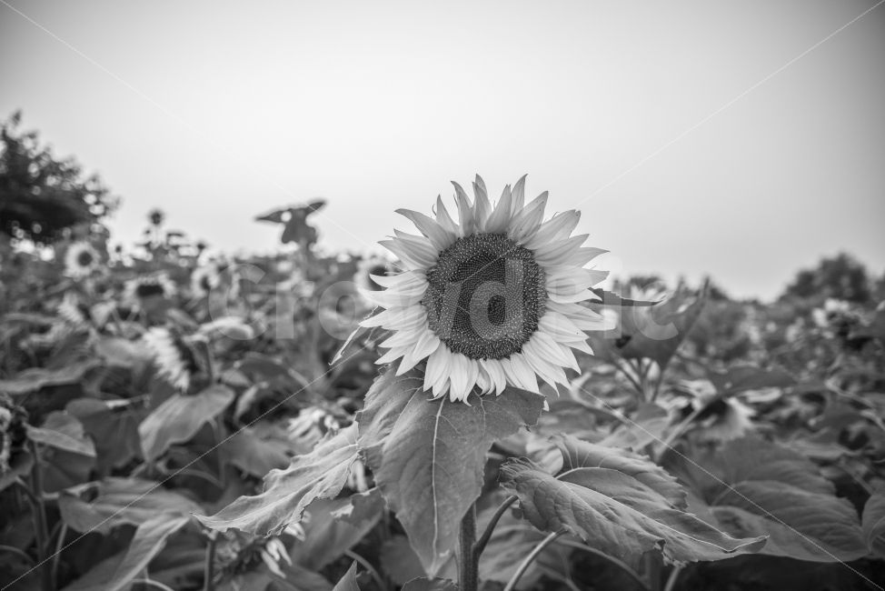 하늘공원,해바라기,흑백,꽃,풍경,여름,계절,summer,season,식물,자연,plants,nature,꽃,flower,흑백,모노톤,monochrome,black and white,plant,blossom,sunflower