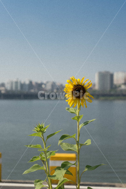 해바라기,자연,꽃,한강,감성,식물,자연,plants,nature,꽃,flower