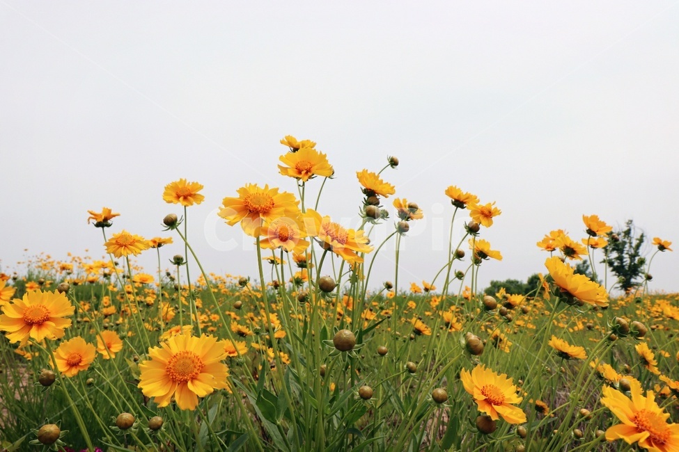 노랑꽃,들꽃,봄꽃,금계화,꽃밭,식물,자연,flower,꽃,공원,봄날,봄,들판,yellow,고요,평온