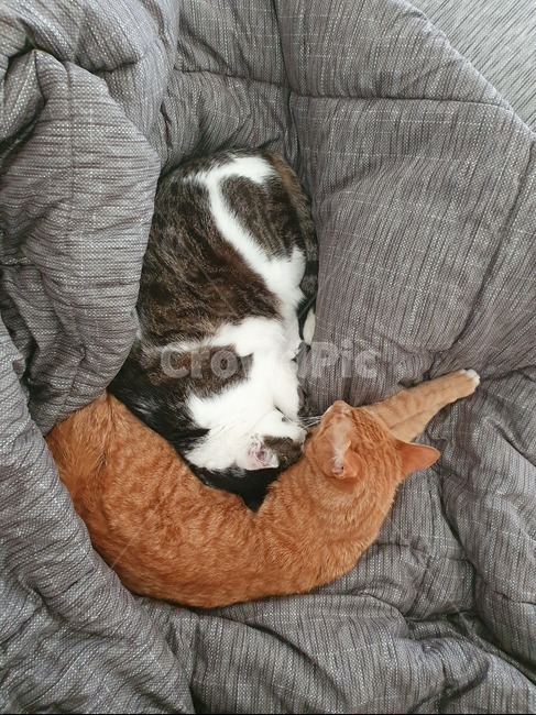 고양이,낮잠,휴식,cat,반려묘,광합성,animal,포유류,mammal,pet,애완동물
